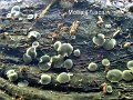 Mollisia fusca-amf2090